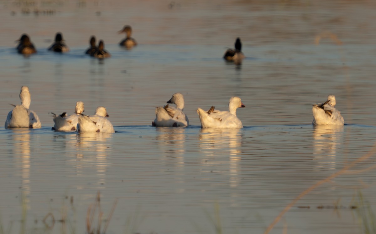 Snow Goose - ML624282290