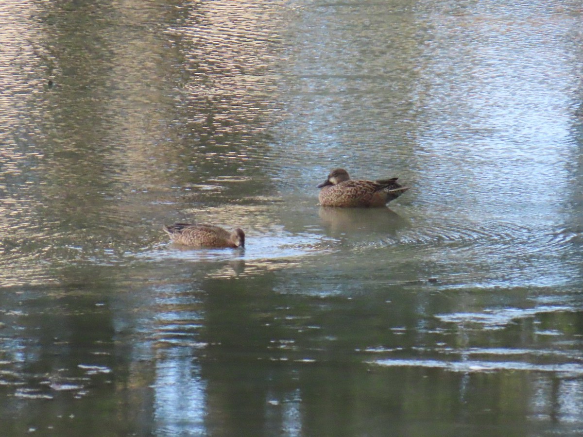 Blue-winged Teal - ML624282299