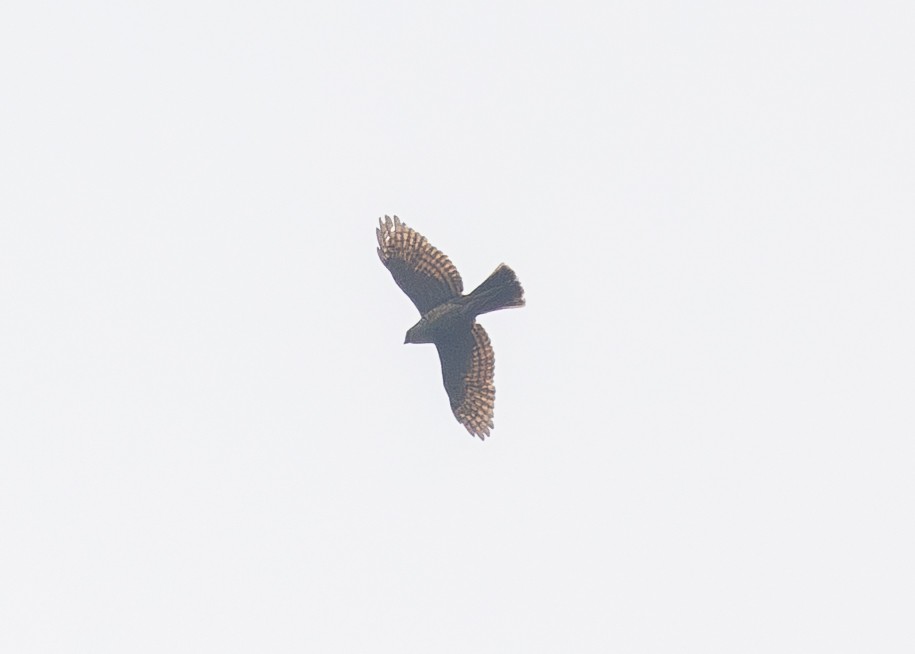 Semicollared Hawk - ML624282314