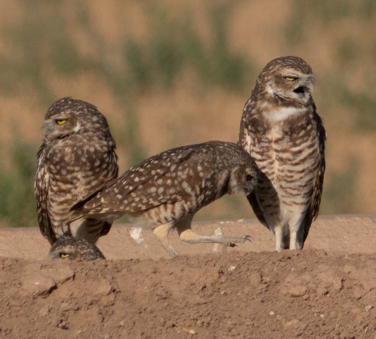 Burrowing Owl - ML624282315