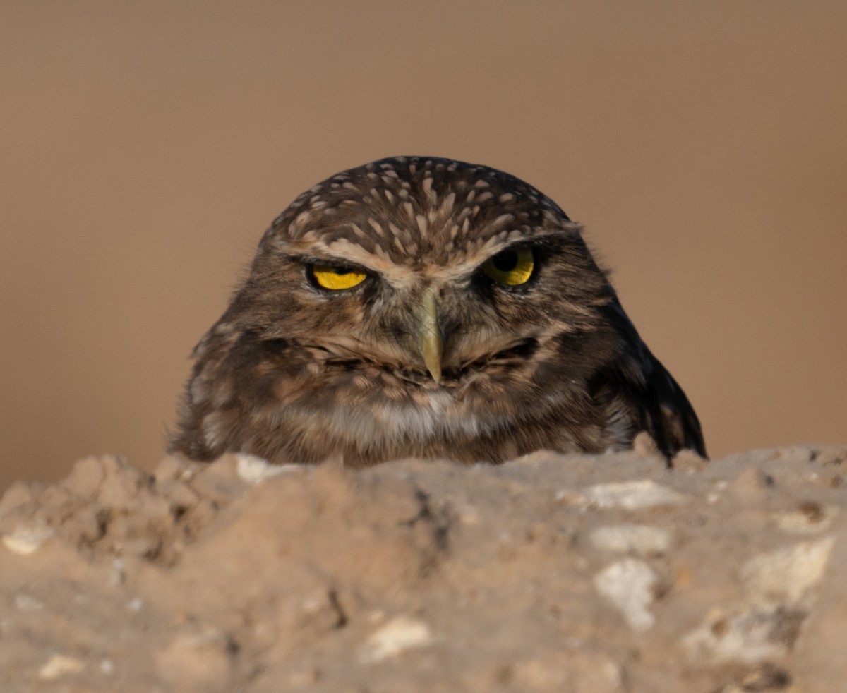 Burrowing Owl - ML624282316