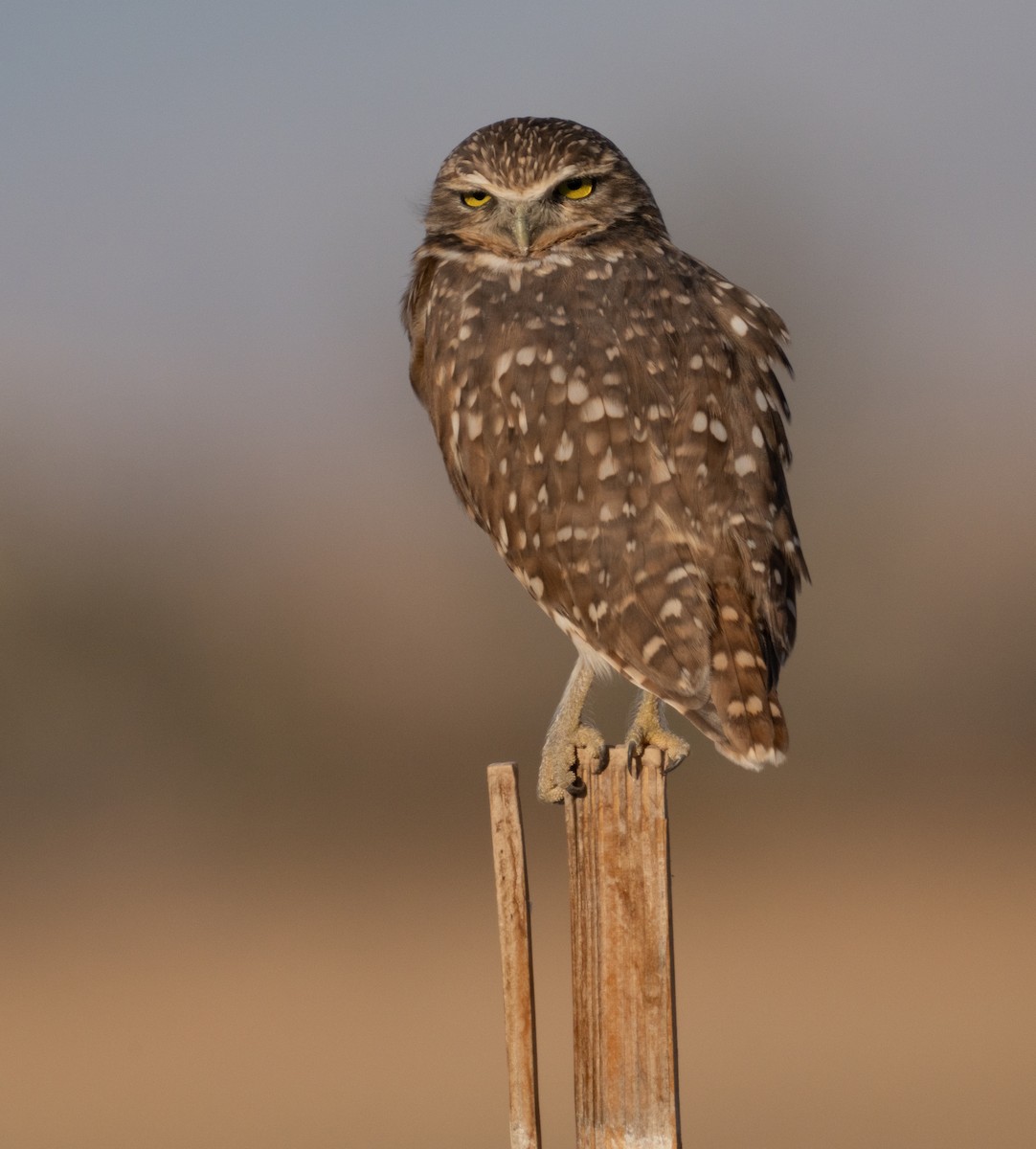 Burrowing Owl - ML624282317