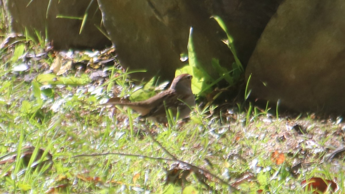 White-crowned Sparrow - ML624282400