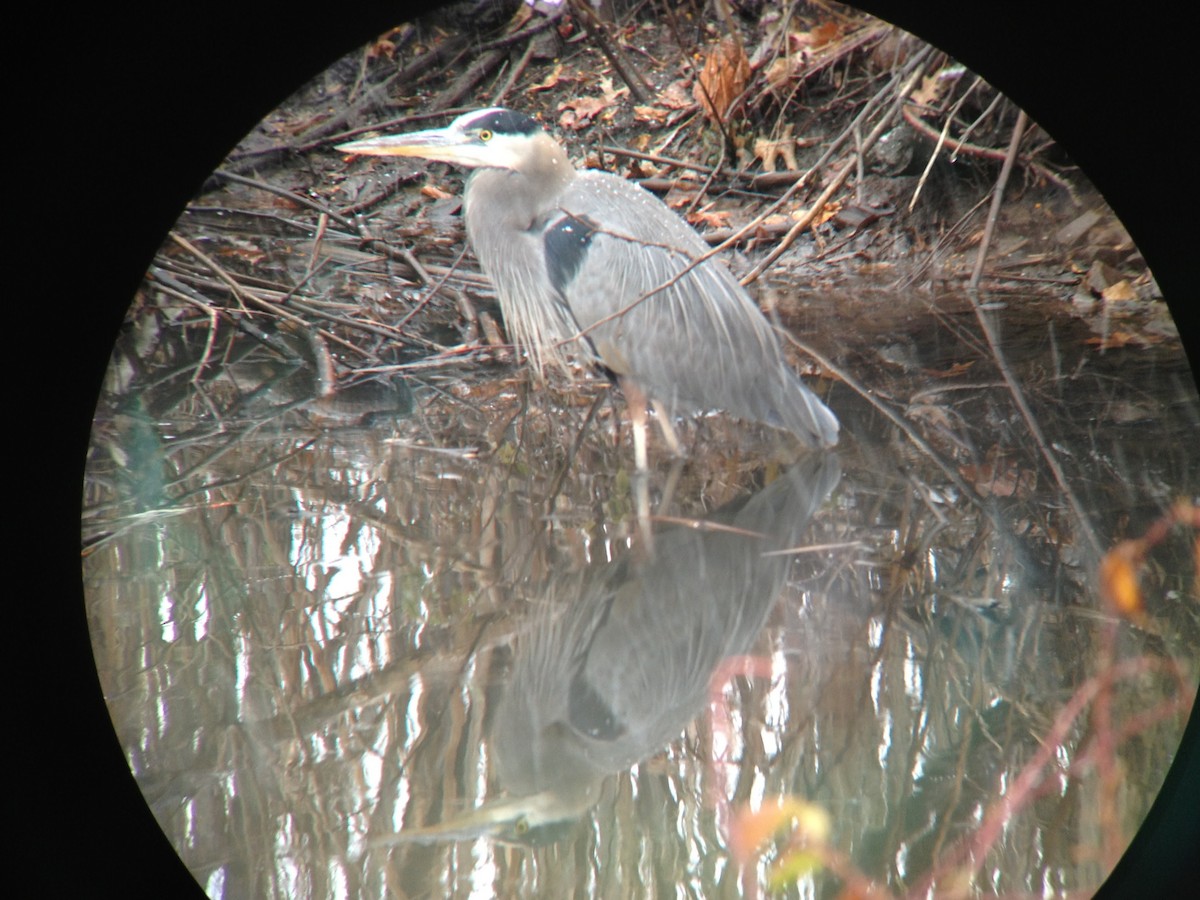 Great Blue Heron - ML624282424