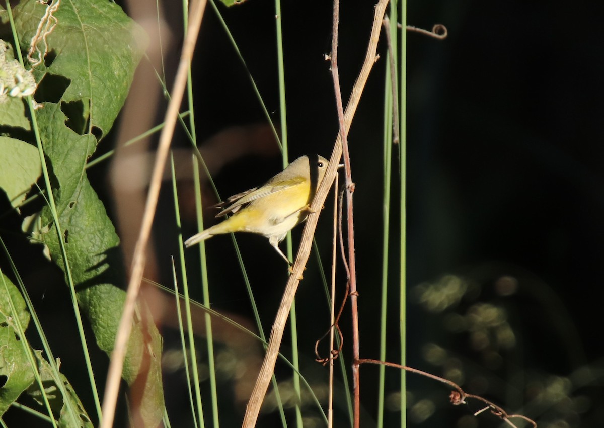 Nashville Warbler - ML624282437