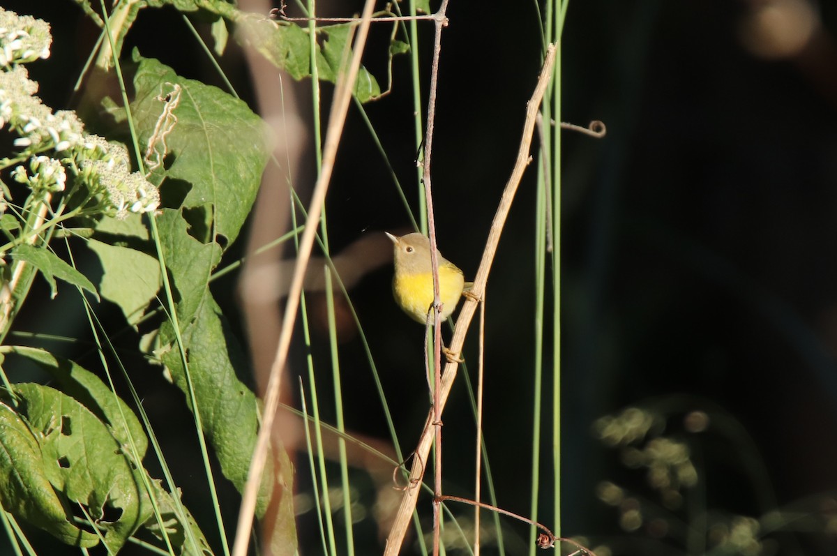 Nashville Warbler - ML624282445