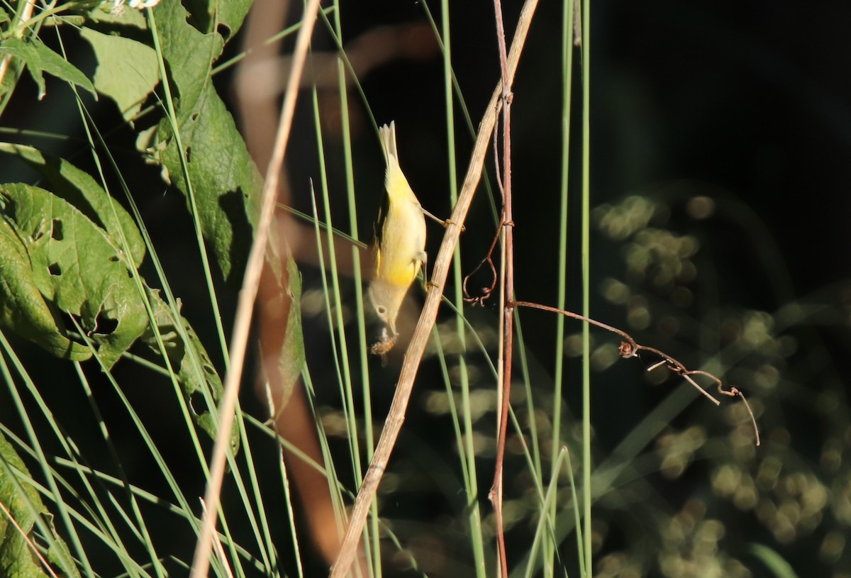 Nashville Warbler - ML624282454