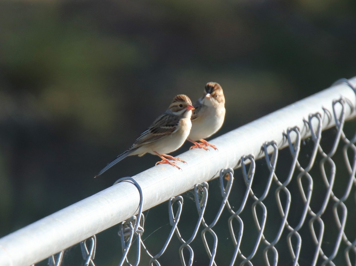 Clay-colored Sparrow - ML624282517