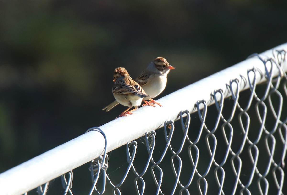 Clay-colored Sparrow - ML624282519