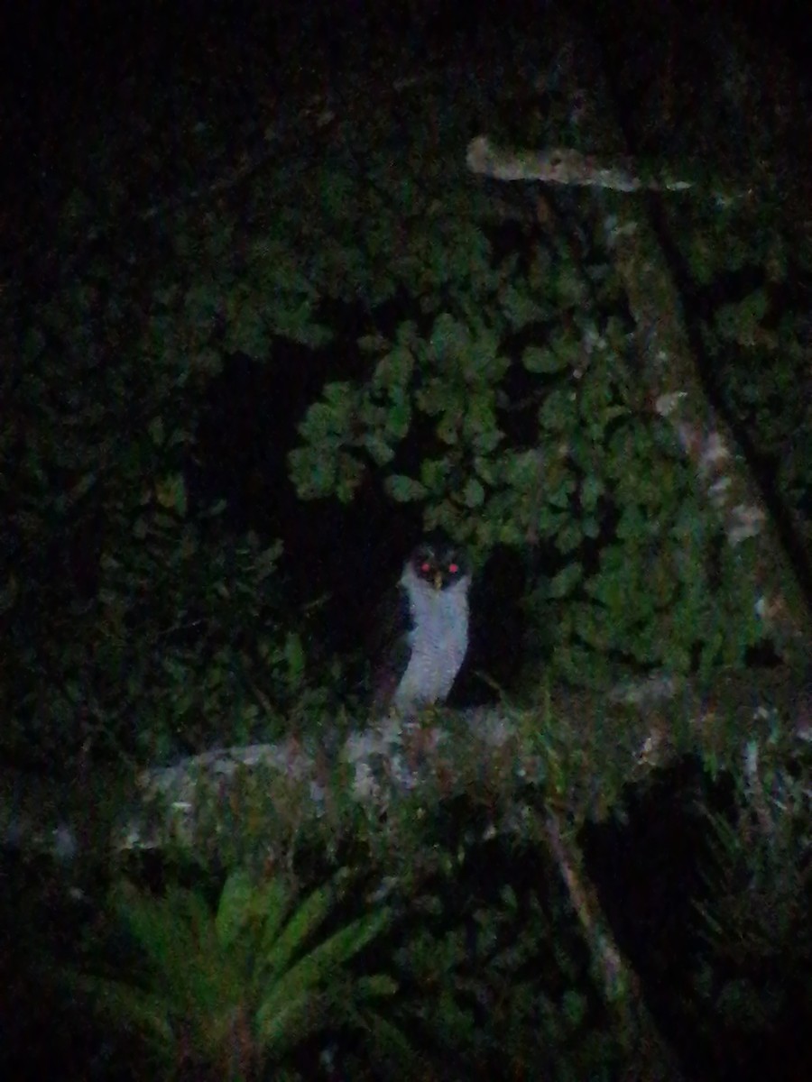 Black-and-white Owl - ML624282529