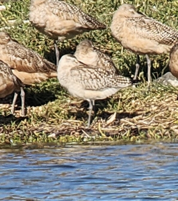 Pittima minore - ML624282550