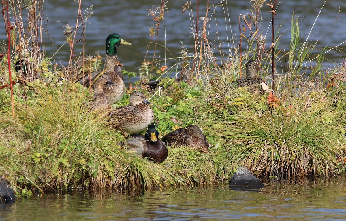 Mallard - ML624282591