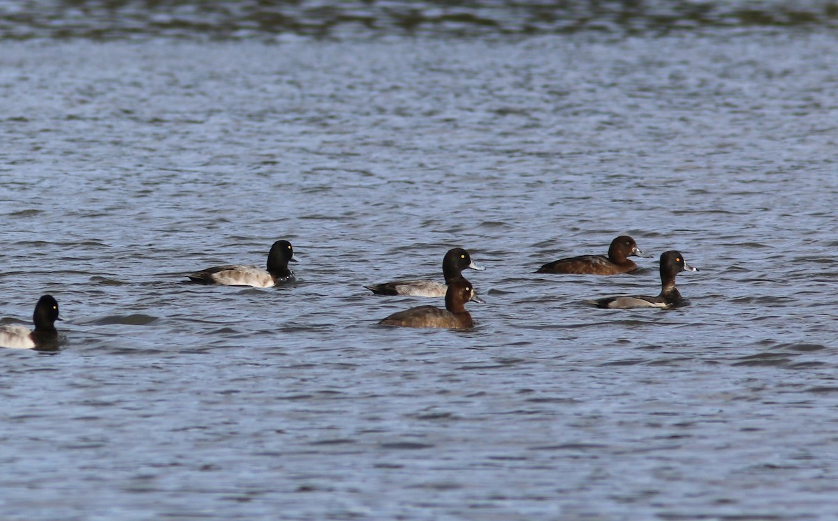 Ring-necked Duck - ML624282603