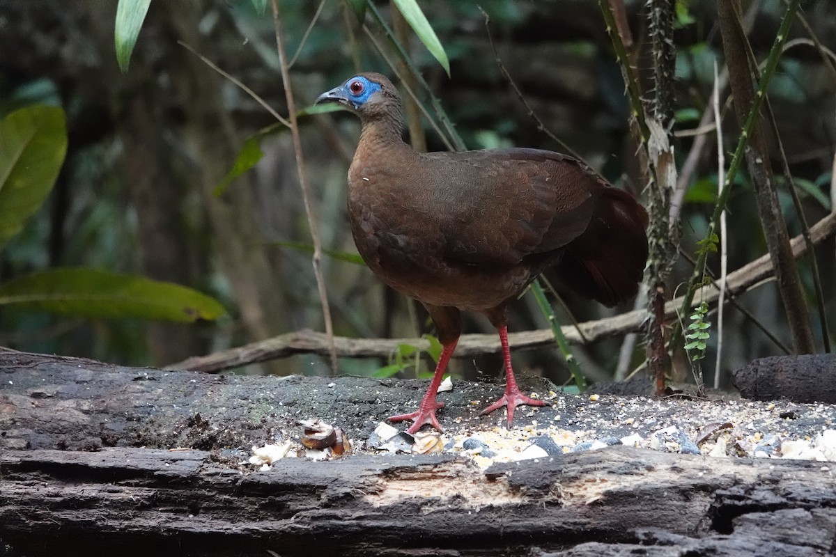 Bulwer's Pheasant - ML624282606