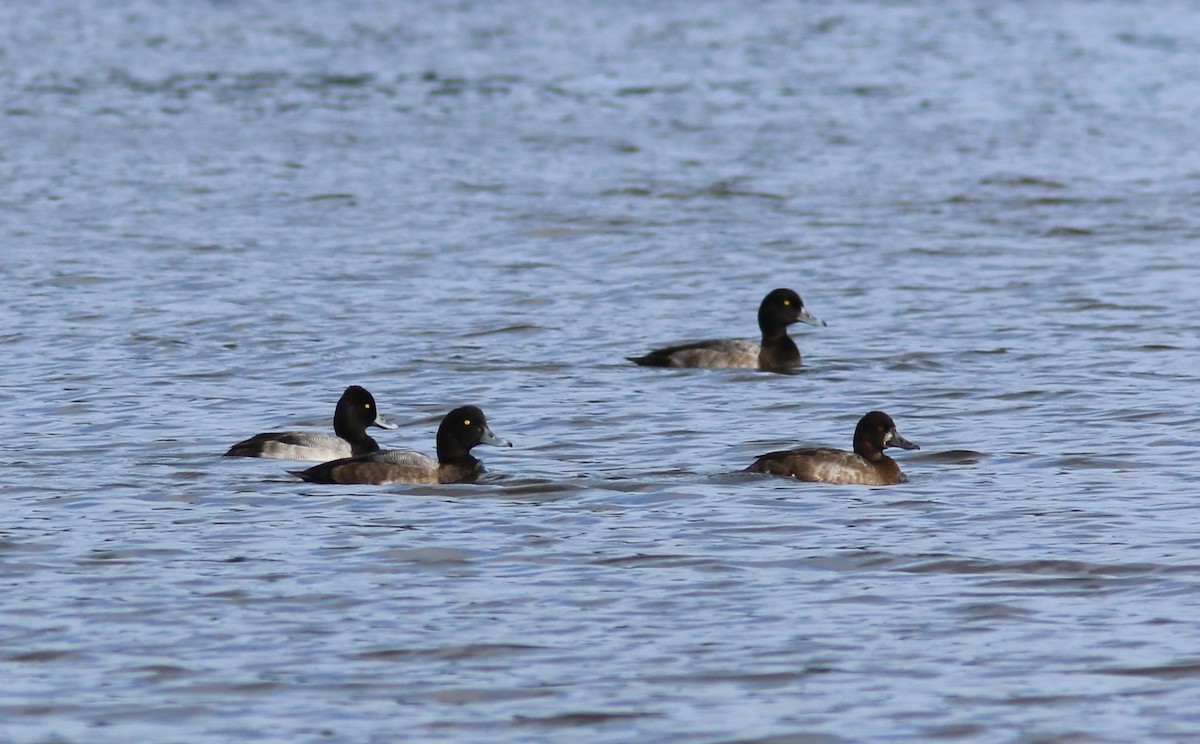 Lesser Scaup - ML624282613