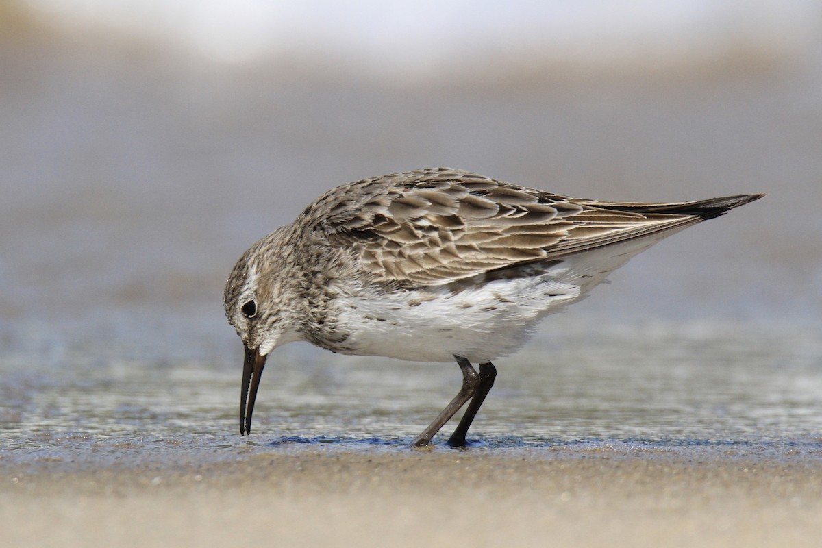 Weißbürzel-Strandläufer - ML624282624