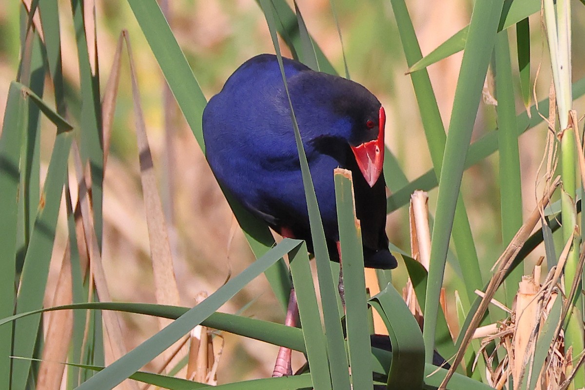 Australasian Swamphen - Tony Ashton