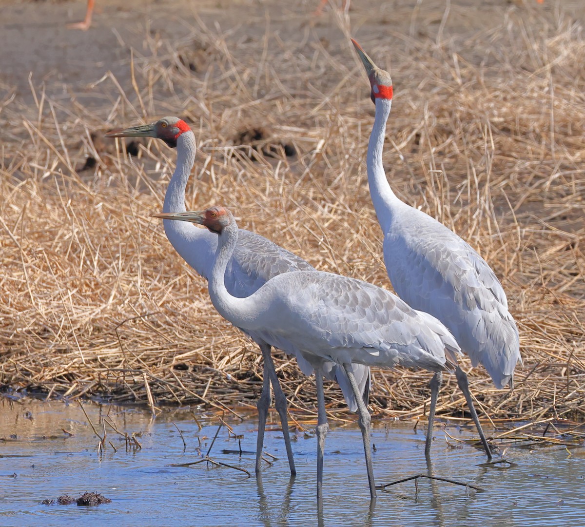 Brolga - ML624282658