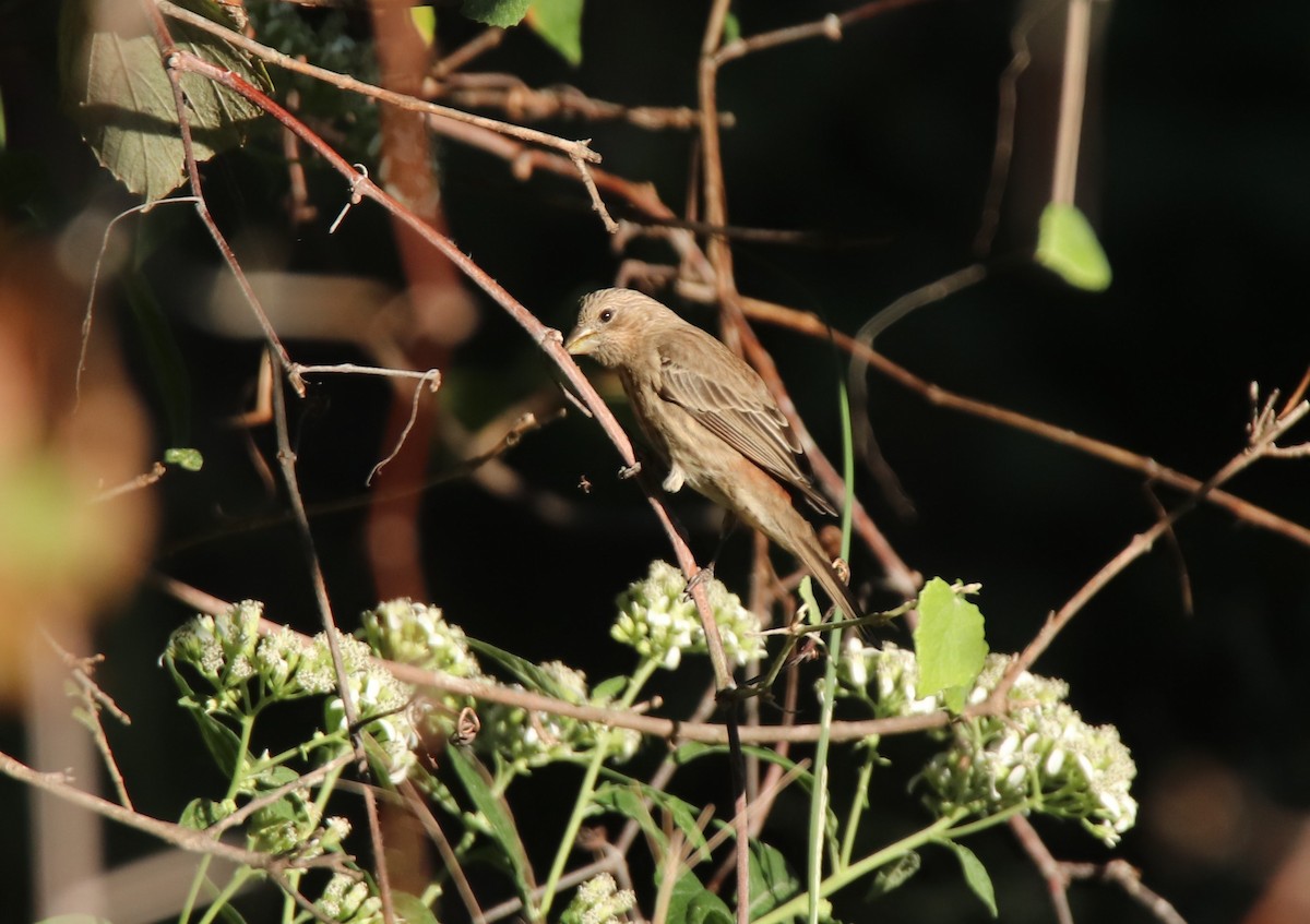 House Finch - ML624282686