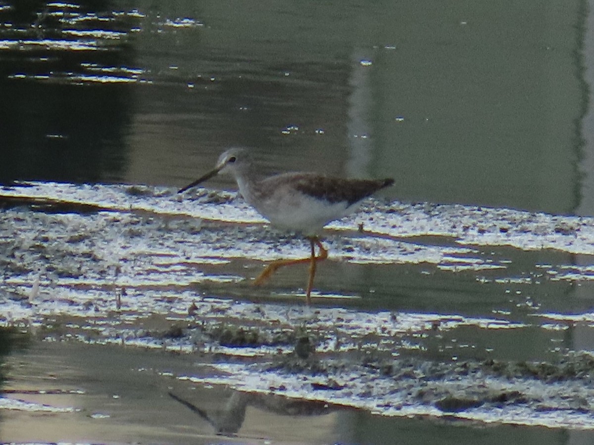 Greater Yellowlegs - ML624282690