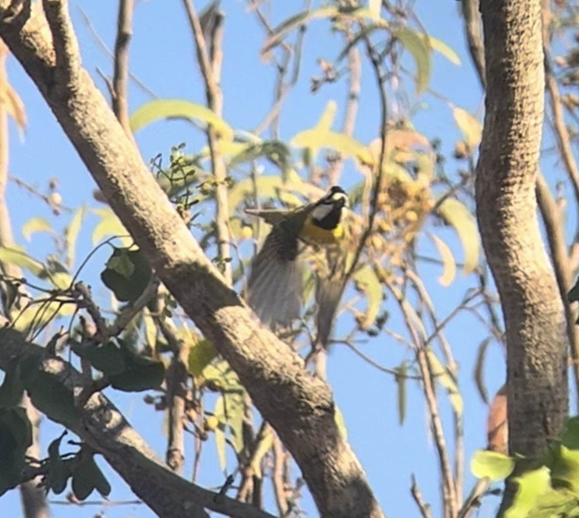 Northern Shrike-tit - ML624282835
