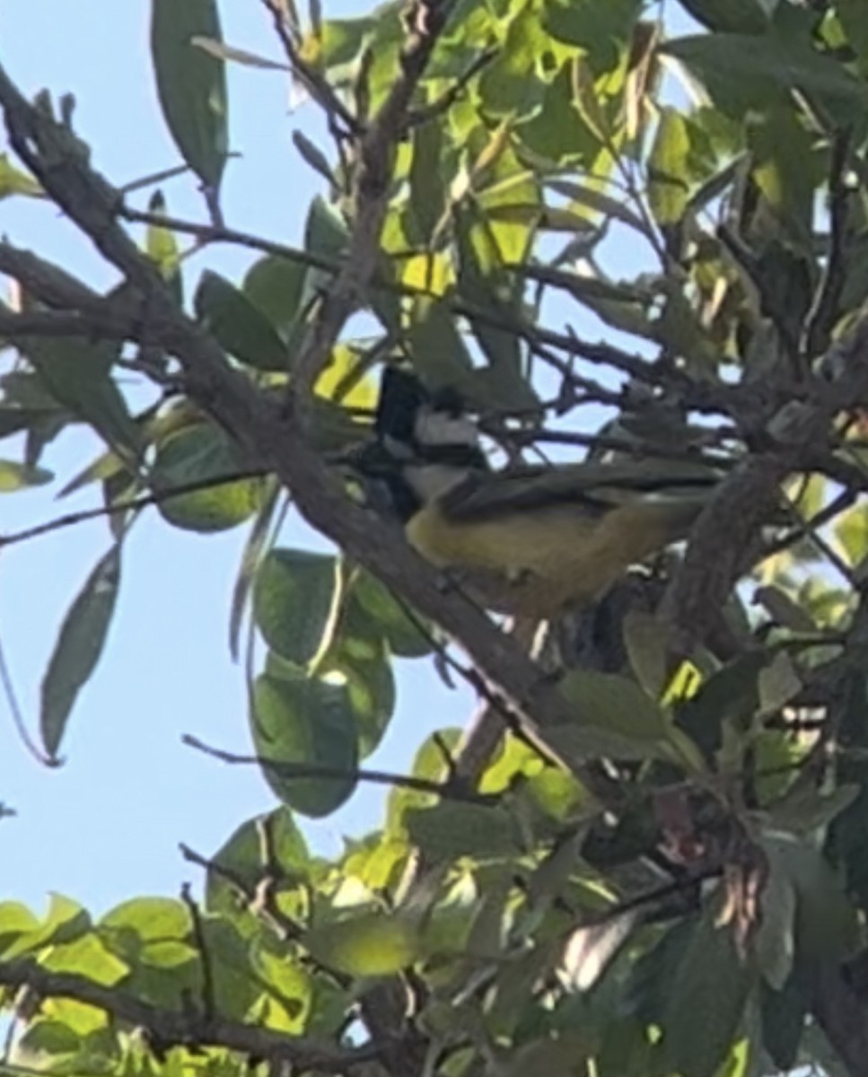 Northern Shrike-tit - ML624282836