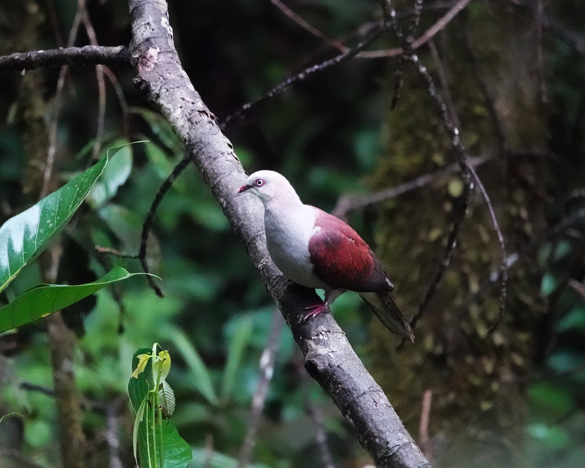 Mountain Imperial-Pigeon - ML624282881