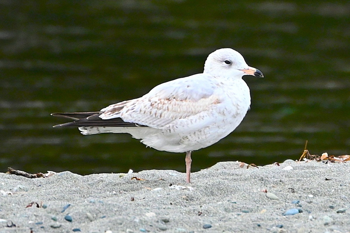 Ring-billed Gull - ML624283154