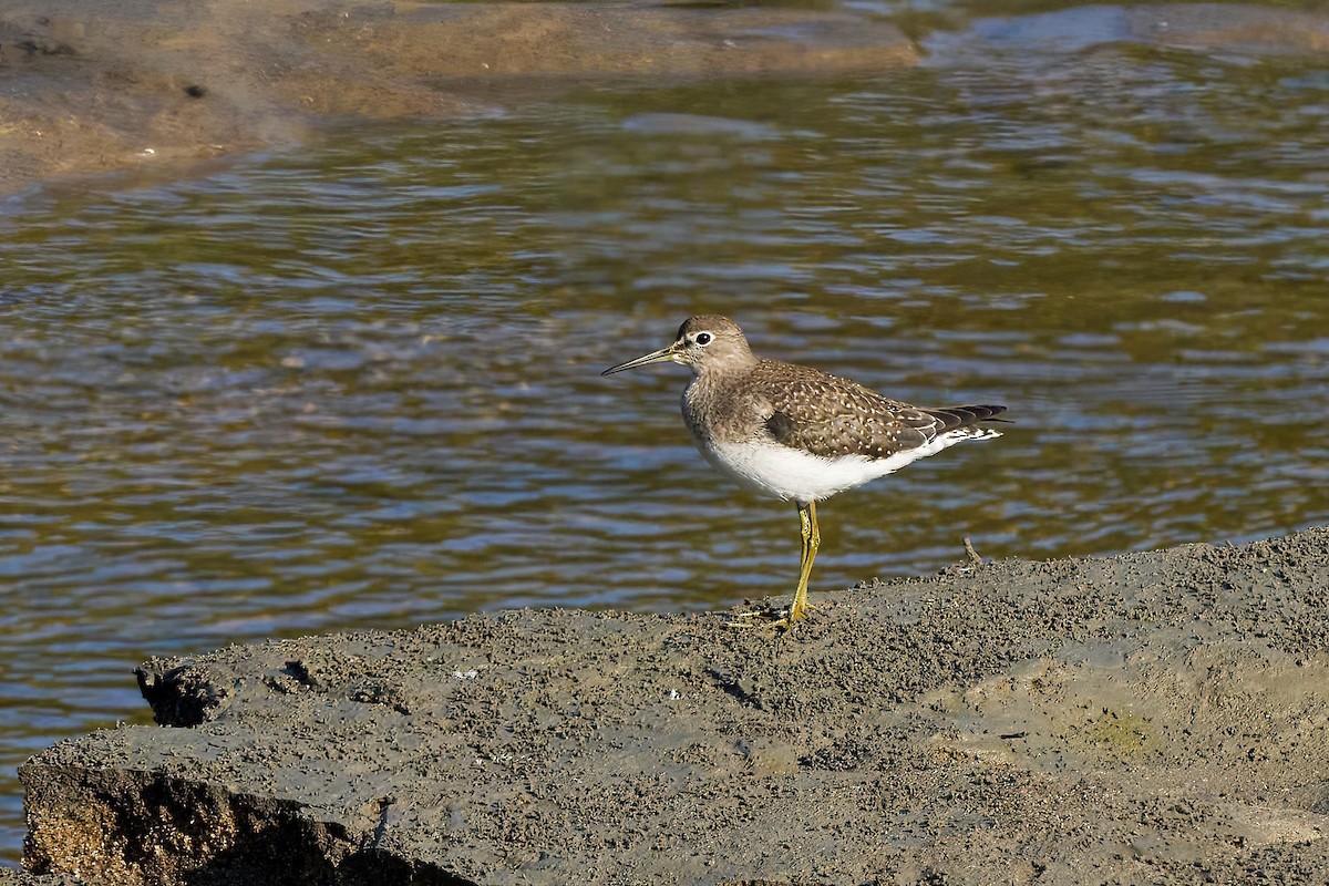Solitary Sandpiper - Beata Milhano