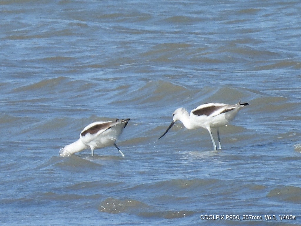 American Avocet - ML624283260