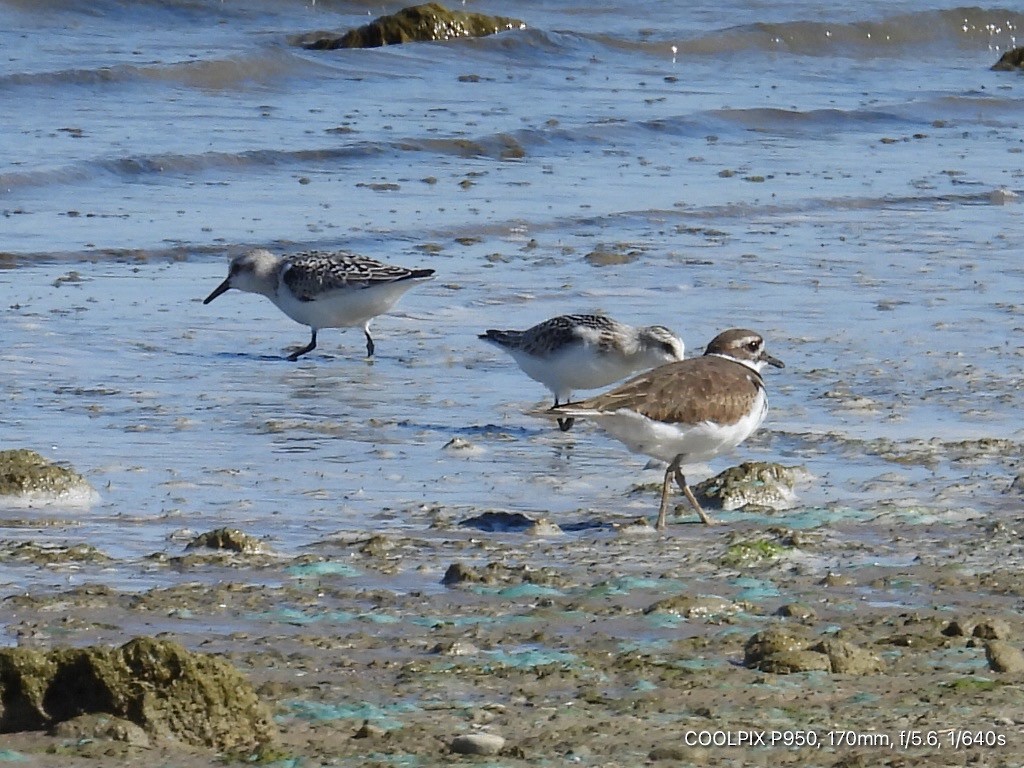 Killdeer - ML624283345