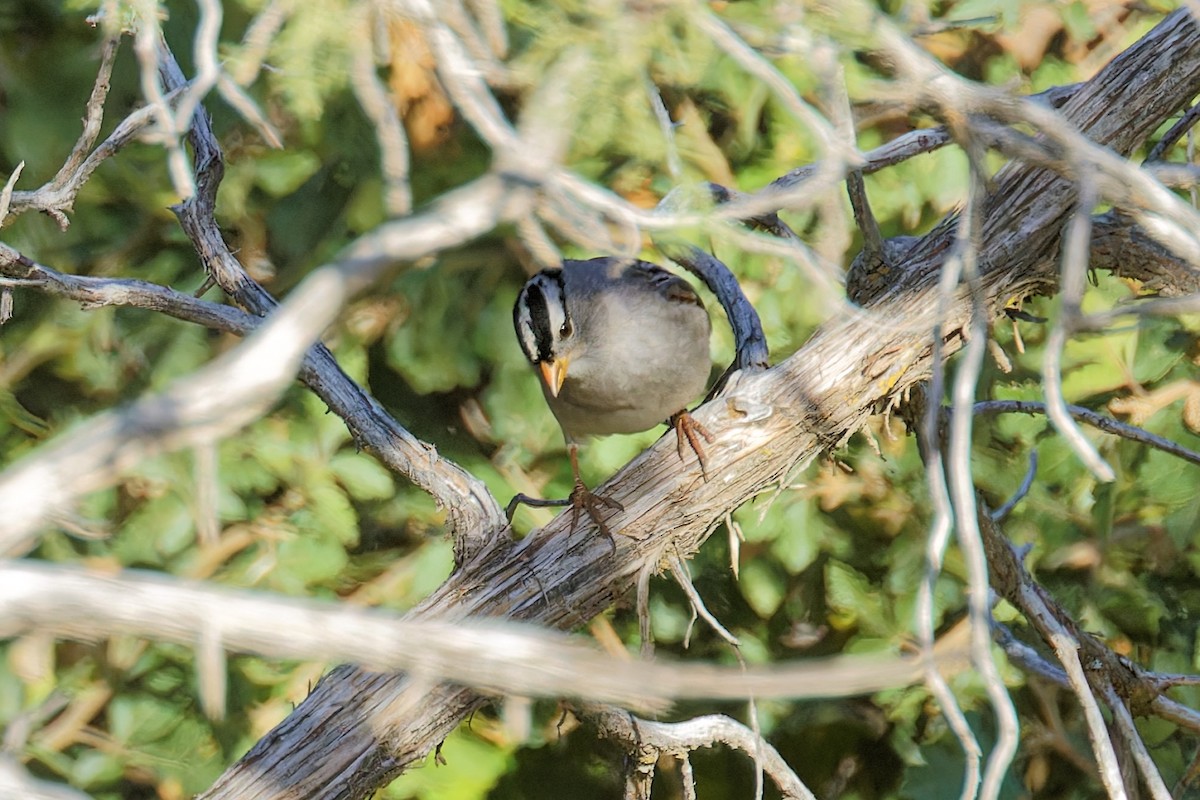 White-crowned Sparrow (Gambel's) - ML624283349