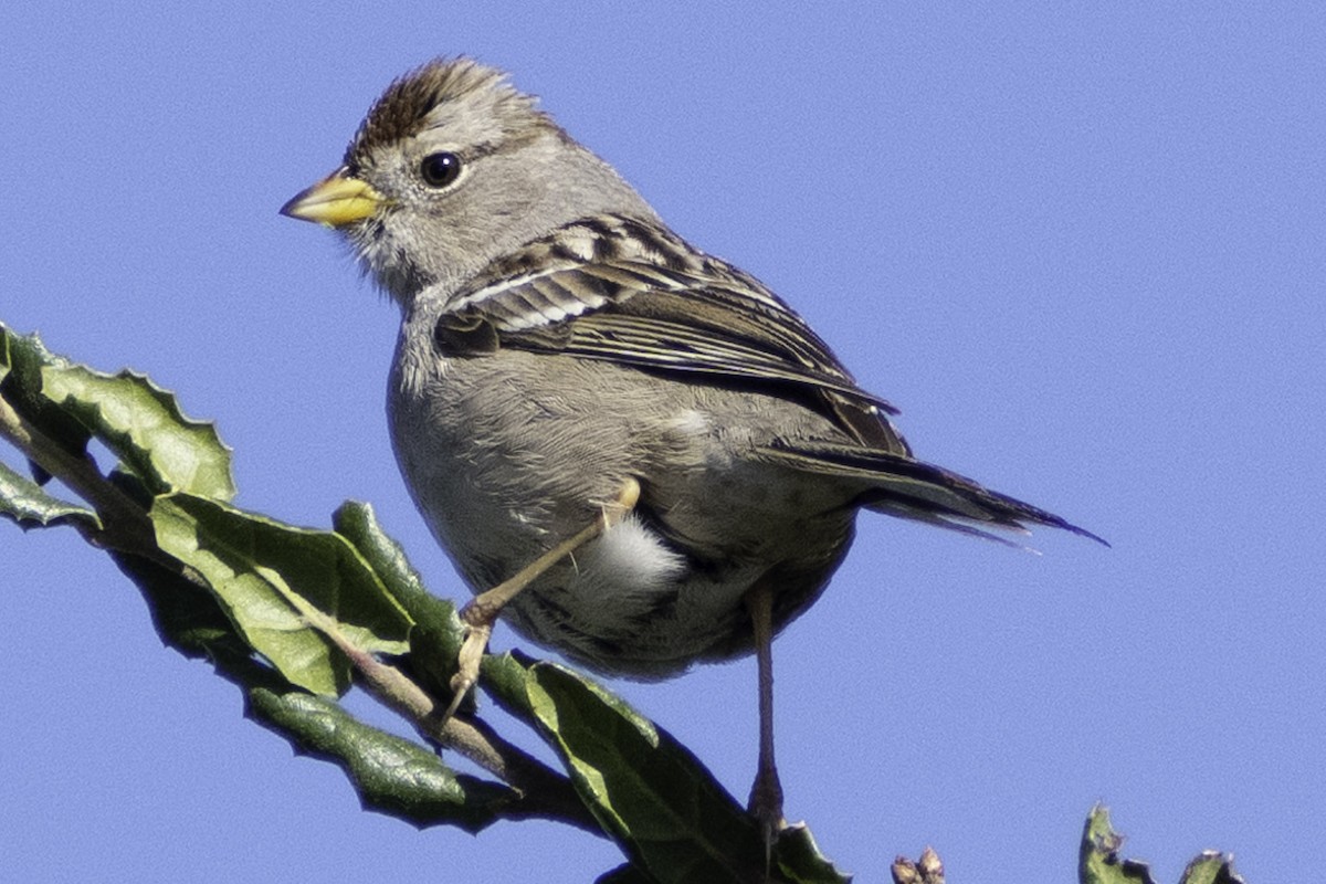 White-crowned Sparrow (Yellow-billed) - ML624283411