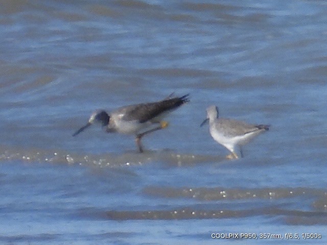 Greater Yellowlegs - ML624283413