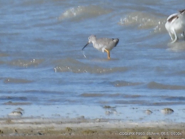 Stilt Sandpiper - ML624283419