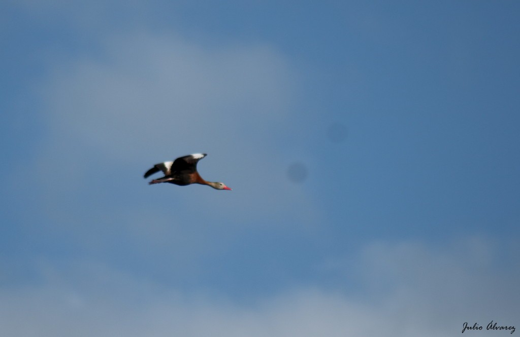 Black-bellied Whistling-Duck - ML624283442