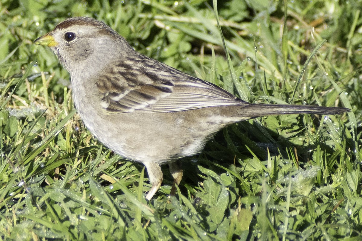 White-crowned Sparrow (Yellow-billed) - ML624283456