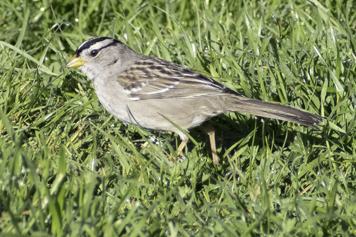 White-crowned Sparrow (Yellow-billed) - ML624283458