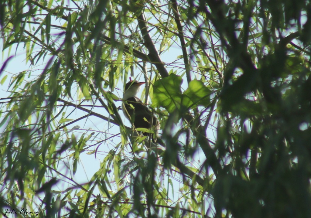 Yellow-billed Cuckoo - ML624283476