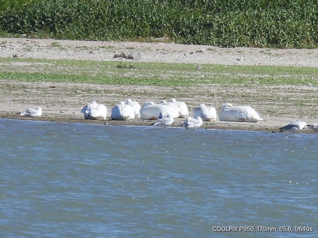 American White Pelican - ML624283477