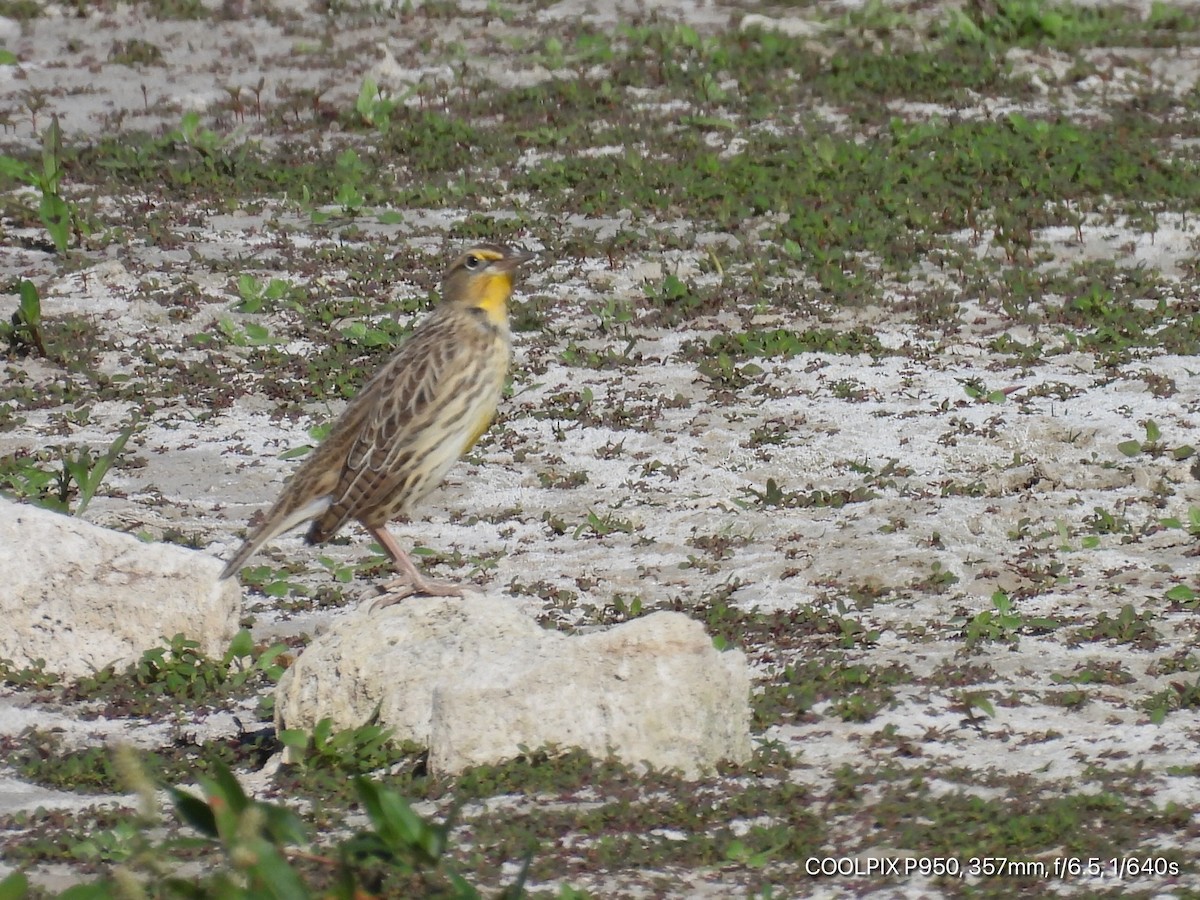 Western Meadowlark - ML624283484