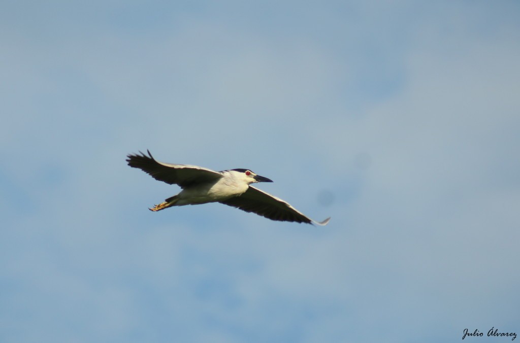 Black-crowned Night Heron - Julio Alejandro Alvarez Ruiz