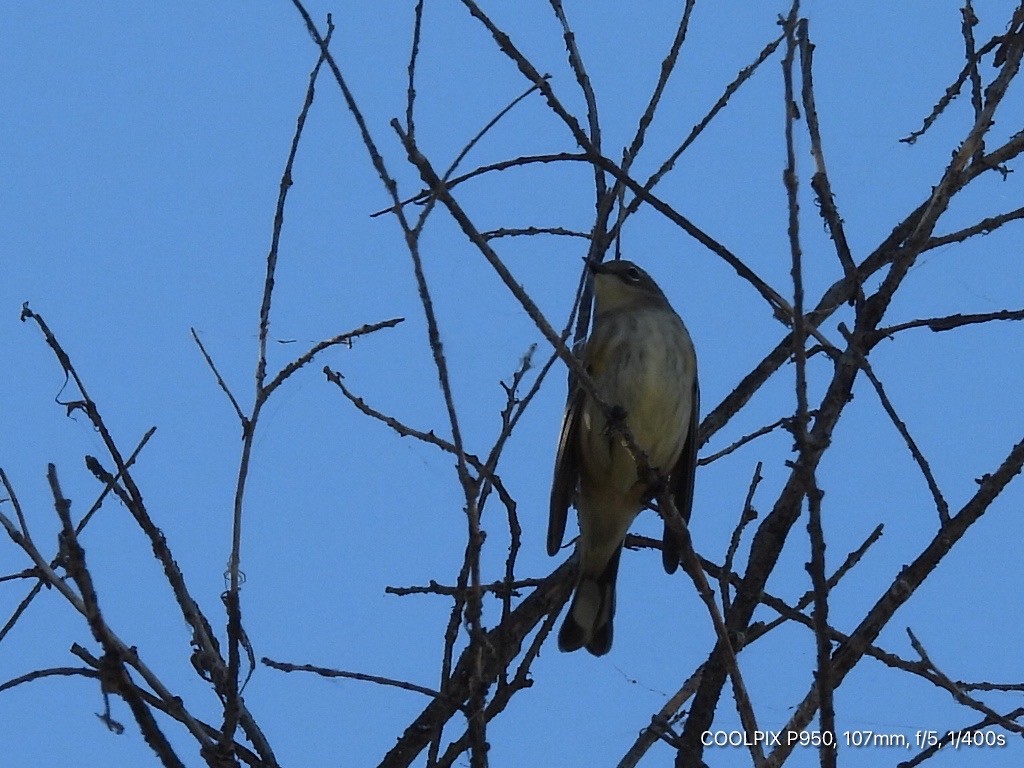 Yellow-rumped Warbler - ML624283493