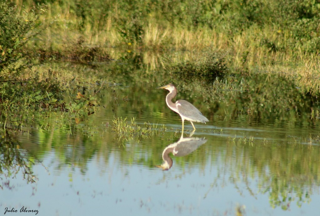 Tricolored Heron - Julio Alejandro Alvarez Ruiz