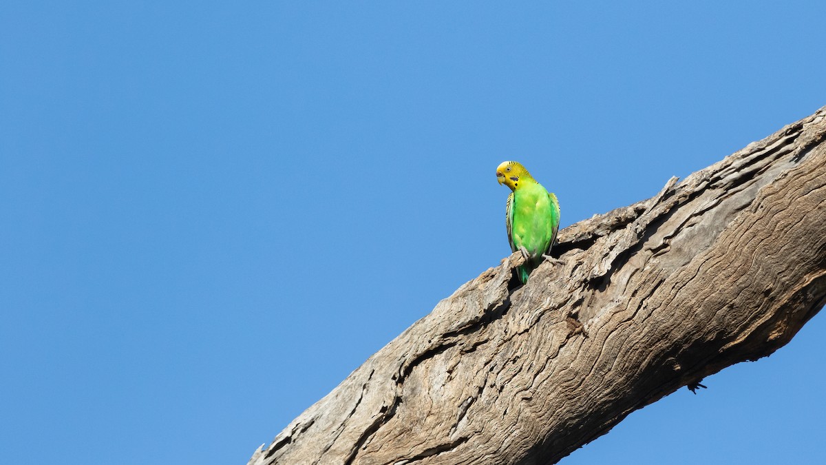 Budgerigar - ML624283553