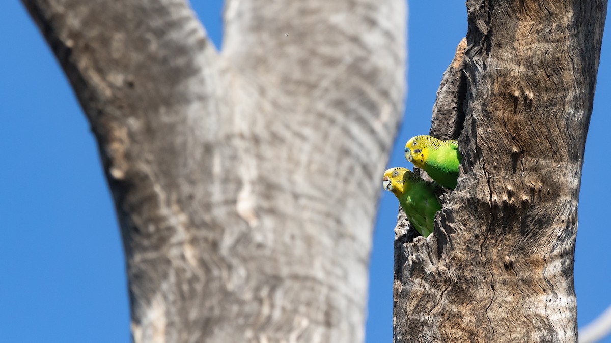 Budgerigar - ML624283554