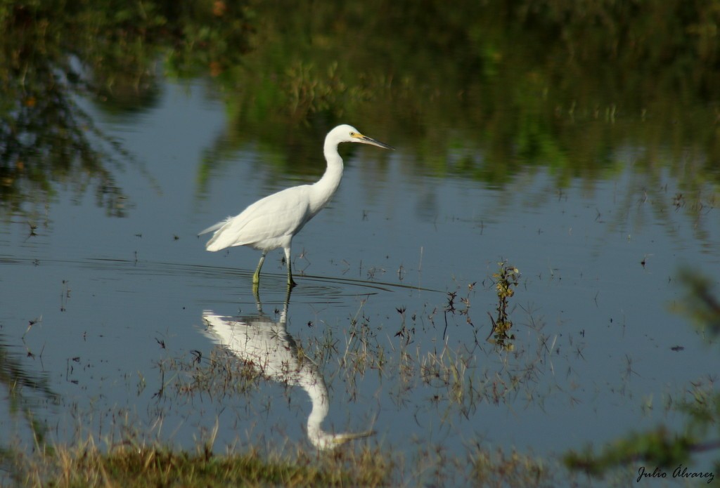 Snowy Egret - ML624283611