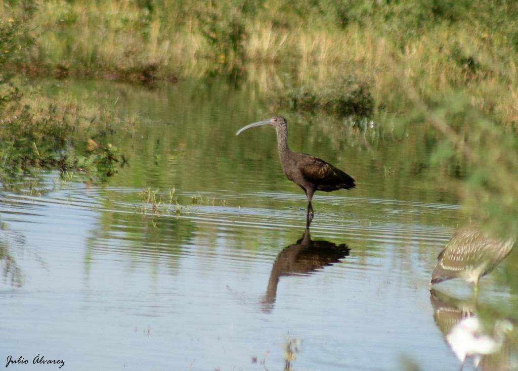 White-faced Ibis - Julio Alejandro Alvarez Ruiz