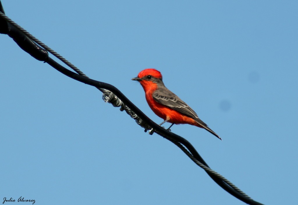 Vermilion Flycatcher - Julio Alejandro Alvarez Ruiz