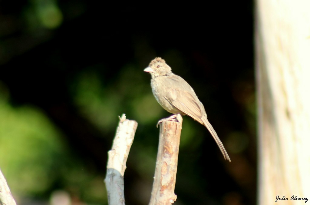 Canyon Towhee - ML624283670